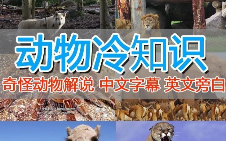 外面卖1699的国外纪录片解说（动物解说、美食、动画片）稳过中视频网创吧-网创项目资源站-副业项目-创业项目-搞钱项目网创吧